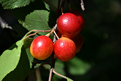 Canada Plum (Prunus nigra) at Lakeshore Garden Centres