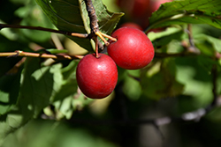 American Plum (Prunus americana) at Lakeshore Garden Centres