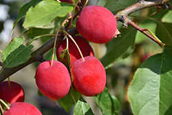Dolgo Apple (Malus 'Dolgo') at Golden Acre Home & Garden