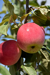 Parkland Apple (Malus 'Parkland') at Golden Acre Home & Garden
