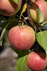 Gemini Apple (Malus 'Gemini') at Lakeshore Garden Centres