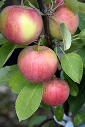 Dexter Jackson Dwarf Apple (Malus 'Dexter Jackson') at Lakeshore Garden Centres