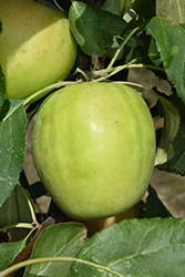 Norkent Apple (Malus 'Norkent') at A Very Successful Garden Center