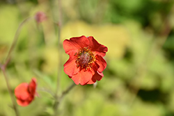 Cocktails Sangria Avens (Geum 'Sangria') at Lakeshore Garden Centres