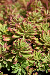 Weihenstephaner Gold Stonecrop (Sedum kamtschaticum 'Weihenstephaner Gold') at Lakeshore Garden Centres
