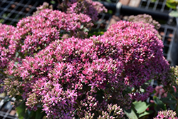 Bon Bon Showy Stonecrop (Sedum telephium 'Bon Bon') at Lakeshore Garden Centres