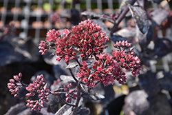 Knight Rider Stonecrop (Sedum 'Knight Rider') at Lakeshore Garden Centres