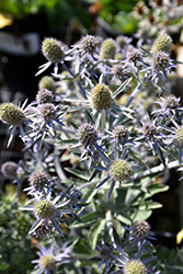 Blue Hobbit Sea Holly (Eryngium planum 'Blue Hobbit') at Peter Knippel Garden Centre