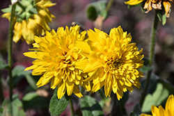 Gloriosa Double Daisy Coneflower (Rudbeckia hirta 'Double Daisy') at Lakeshore Garden Centres