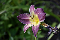 Blue Lustre Daylily (Hemerocallis 'Blue Lustre') at Lakeshore Garden Centres