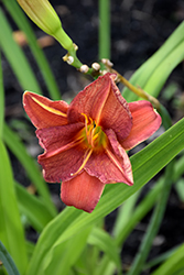 Chicago Ruby Daylily (Hemerocallis 'Chicago Ruby') at Lakeshore Garden Centres