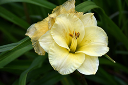 When Fortune Smiles Daylily (Hemerocallis 'When Fortune Smiles') at Lakeshore Garden Centres