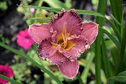 Bonibrae Royal Apparition Daylily (Hemerocallis 'Royal Apparition') at Lakeshore Garden Centres