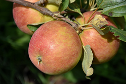 Odyssey Apple (Malus 'Jefsey') at Golden Acre Home & Garden