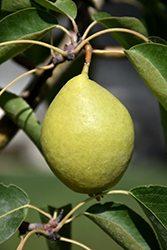 Early Gold Pear (Pyrus ussuriensis 'Early Gold') at Golden Acre Home & Garden