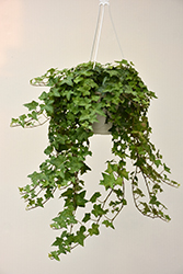English Ivy (Hedera helix) at Lakeshore Garden Centres