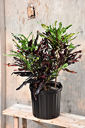 Lauren's rainbow Croton (Codiaeum 'Lauren's Rainbow') at Lakeshore Garden Centres