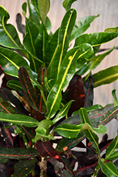 Lauren's rainbow Croton (Codiaeum 'Lauren's Rainbow') at Lakeshore Garden Centres