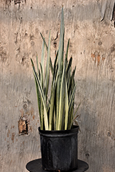Snake Plant (Sansevieria trifasciata) at Golden Acre Home & Garden