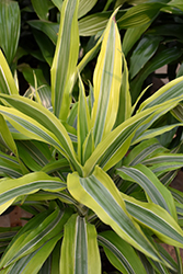 Goldstar Dracaena (Dracaena warneckii 'Goldstar') at Lakeshore Garden Centres