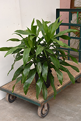 Janet Craig Dracaena (Dracaena deremensis 'Janet Craig') at Peter Knippel Garden Centre