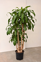 Massangeana Dracaena (Dracaena fragrans 'Massangeana') at Golden Acre Home & Garden
