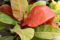 Prismacolor Prince of Orange Philodendron (Philodendron 'Prince of Orange') at Golden Acre Home & Garden
