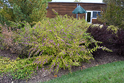 Purple Beautyberry (Callicarpa dichotoma) at Lakeshore Garden Centres