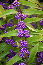 Issai Beautyberry (Callicarpa dichotoma 'Issai') at Lakeshore Garden Centres