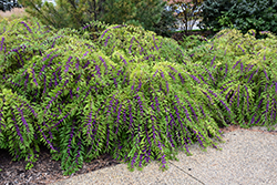 Issai Beautyberry (Callicarpa dichotoma 'Issai') at Lakeshore Garden Centres