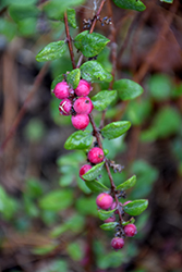 Hancock Coralberry (Symphoricarpos x chenaultii 'Hancock') at Lakeshore Garden Centres