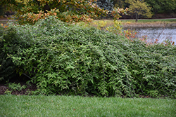 White-Stemmed Bramble (Rubus cockburnianus) at Lakeshore Garden Centres