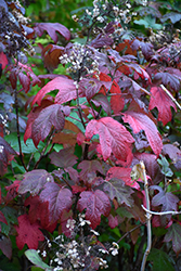 Alice Hydrangea (Hydrangea quercifolia 'Alice') at Lakeshore Garden Centres
