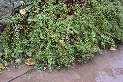 Hancock Coralberry (Symphoricarpos x chenaultii 'Hancock') at Lakeshore Garden Centres