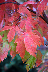 Three Flowered Maple (Acer triflorum) at Peter Knippel Garden Centre