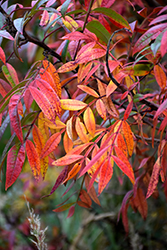 Prairie Flame Shining Sumac (Rhus copallinum 'Morton') at Lakeshore Garden Centres