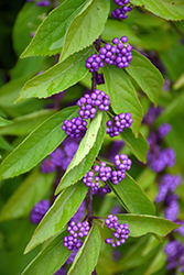 Purple Pride Beautyberry (Callicarpa dichotoma 'Issai') at Lakeshore Garden Centres