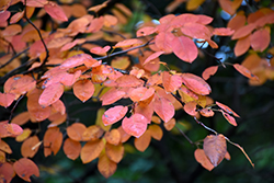 Autumn Brilliance Serviceberry (Amelanchier x grandiflora 'Autumn Brilliance') at Peter Knippel Garden Centre