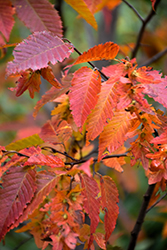 Firespire American Hornbeam (Carpinus caroliniana 'J.N. Upright') at Lakeshore Garden Centres
