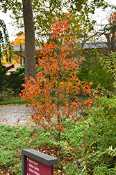 Firespire American Hornbeam (Carpinus caroliniana 'J.N. Upright') at Lakeshore Garden Centres