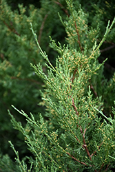 Nova Redcedar (Juniperus virginiana 'Nova') at Lakeshore Garden Centres
