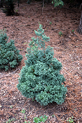 Blue Feathers Hinoki Falsecypress (Chamaecyparis obtusa 'Blue Feathers') at Lakeshore Garden Centres
