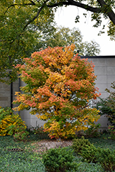 Three Flowered Maple (Acer triflorum) at Peter Knippel Garden Centre