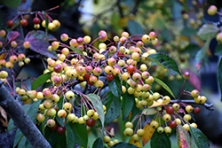 Tea Flowering Crab (Malus hupehensis) at Lakeshore Garden Centres