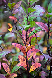 Scarlet Beauty Virginia Sweetspire (Itea virginica 'Scarlet Beauty') at Lakeshore Garden Centres