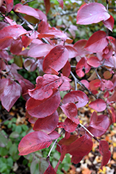 Rusty Blackhaw (Viburnum rufidulum) at Lakeshore Garden Centres