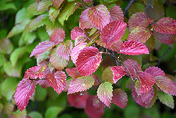 Cardinal Viburnum (Viburnum dentatum 'KLMthree') at Lakeshore Garden Centres