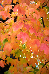 Crescendo Sugar Maple (Acer saccharum 'Morton Crescendo') at Lakeshore Garden Centres