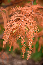 Baldcypress (Taxodium distichum) at Lakeshore Garden Centres