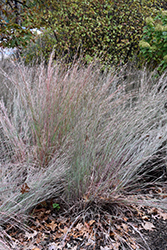 The Blues Bluestem (Schizachyrium scoparium 'The Blues') at Lakeshore Garden Centres